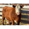 Image 2 : Lot 5 - George Tegart - 1 Bred Cow - Red Angus/Hereford X (Pen 412)