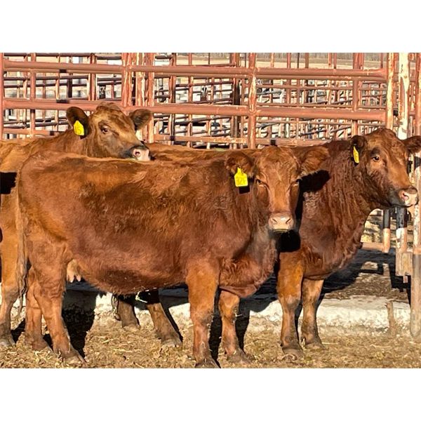 Lot 6 - Speargrass Cattle Co. - 5 Bred Cows - Red Angus (Pen 513)