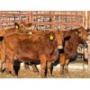 Image 1 : Lot 6 - Speargrass Cattle Co. - 5 Bred Cows - Red Angus (Pen 513)
