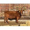 Image 2 : Lot 6 - Speargrass Cattle Co. - 5 Bred Cows - Red Angus (Pen 513)