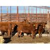 Image 3 : Lot 6 - Speargrass Cattle Co. - 5 Bred Cows - Red Angus (Pen 513)