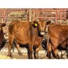 Image 4 : Lot 6 - Speargrass Cattle Co. - 5 Bred Cows - Red Angus (Pen 513)