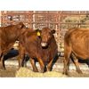 Image 5 : Lot 6 - Speargrass Cattle Co. - 5 Bred Cows - Red Angus (Pen 513)