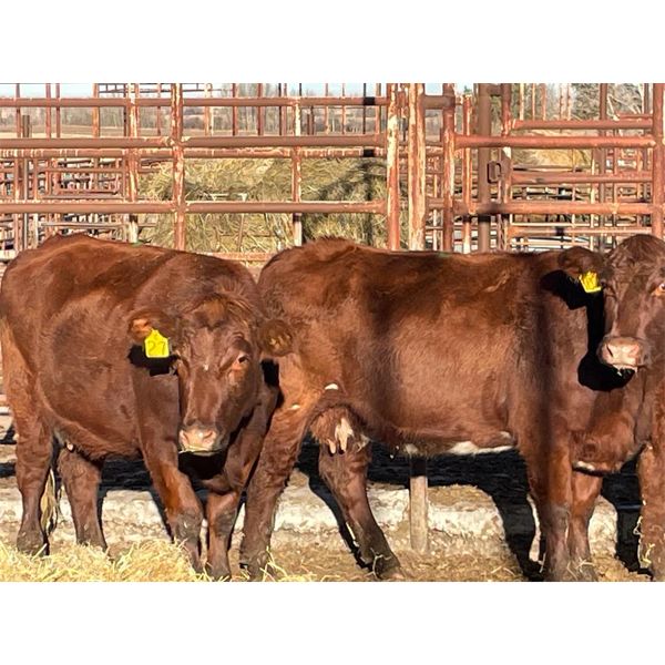 Lot 7 - Speargrass Cattle Co. - 4 Bred Cows - Red Shorthorn X (Pen 509)