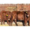 Image 1 : Lot 7 - Speargrass Cattle Co. - 4 Bred Cows - Red Shorthorn X (Pen 509)