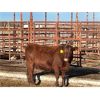 Image 2 : Lot 7 - Speargrass Cattle Co. - 4 Bred Cows - Red Shorthorn X (Pen 509)
