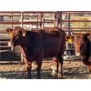 Image 5 : Lot 7 - Speargrass Cattle Co. - 4 Bred Cows - Red Shorthorn X (Pen 509)