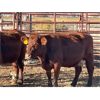Image 6 : Lot 7 - Speargrass Cattle Co. - 4 Bred Cows - Red Shorthorn X (Pen 509)