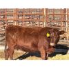 Image 7 : Lot 7 - Speargrass Cattle Co. - 4 Bred Cows - Red Shorthorn X (Pen 509)
