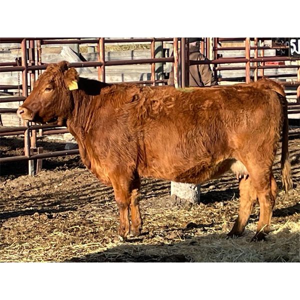 Lot 8 - Speargrass Cattle Co. - 2 Bred Cows - Red Angus X (Pen 507)