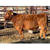 Image 1 : Lot 8 - Speargrass Cattle Co. - 2 Bred Cows - Red Angus X (Pen 507)