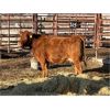 Image 2 : Lot 8 - Speargrass Cattle Co. - 2 Bred Cows - Red Angus X (Pen 507)