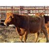 Image 3 : Lot 8 - Speargrass Cattle Co. - 2 Bred Cows - Red Angus X (Pen 507)