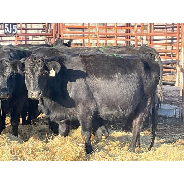 Lot 9 - Speargrass Cattle Co. - 11 Bred Cows - Black Angus X (Pen 510)