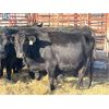 Image 1 : Lot 9 - Speargrass Cattle Co. - 11 Bred Cows - Black Angus X (Pen 510)