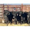 Image 2 : Lot 9 - Speargrass Cattle Co. - 11 Bred Cows - Black Angus X (Pen 510)