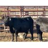 Image 3 : Lot 9 - Speargrass Cattle Co. - 11 Bred Cows - Black Angus X (Pen 510)