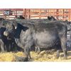 Image 4 : Lot 9 - Speargrass Cattle Co. - 11 Bred Cows - Black Angus X (Pen 510)