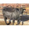 Image 5 : Lot 9 - Speargrass Cattle Co. - 11 Bred Cows - Black Angus X (Pen 510)