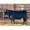 Image 6 : Lot 9 - Speargrass Cattle Co. - 11 Bred Cows - Black Angus X (Pen 510)