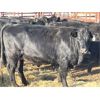 Image 7 : Lot 9 - Speargrass Cattle Co. - 11 Bred Cows - Black Angus X (Pen 510)