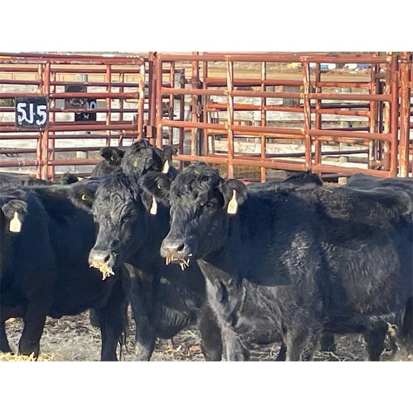Lot 10 - Speargrass Cattle Co. - 9 Bred Cows - Black Angus (Pen 514)