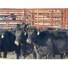 Image 1 : Lot 10 - Speargrass Cattle Co. - 9 Bred Cows - Black Angus (Pen 514)
