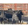 Image 2 : Lot 10 - Speargrass Cattle Co. - 9 Bred Cows - Black Angus (Pen 514)