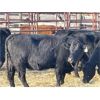 Image 3 : Lot 10 - Speargrass Cattle Co. - 9 Bred Cows - Black Angus (Pen 514)