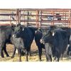 Image 4 : Lot 10 - Speargrass Cattle Co. - 9 Bred Cows - Black Angus (Pen 514)