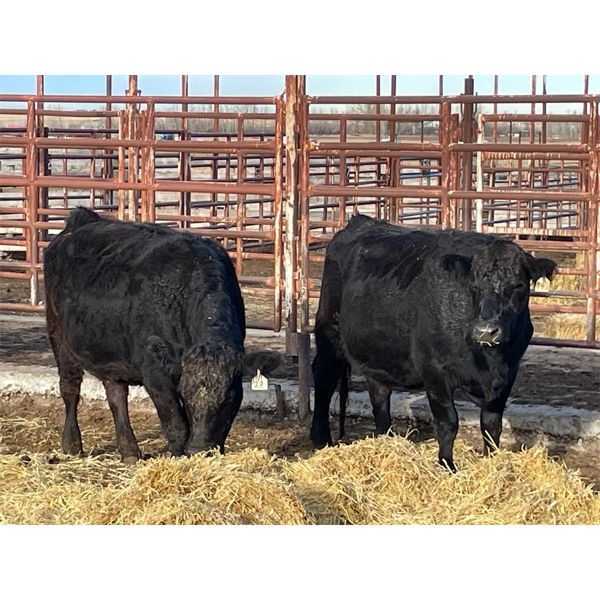 Lot 11 - Speargrass Cattle Co. - 6 Bred Cows - Black Angus X (Pen 516)
