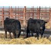 Image 1 : Lot 11 - Speargrass Cattle Co. - 6 Bred Cows - Black Angus X (Pen 516)