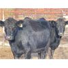 Image 2 : Lot 11 - Speargrass Cattle Co. - 6 Bred Cows - Black Angus X (Pen 516)