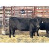 Image 3 : Lot 11 - Speargrass Cattle Co. - 6 Bred Cows - Black Angus X (Pen 516)