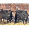 Image 4 : Lot 11 - Speargrass Cattle Co. - 6 Bred Cows - Black Angus X (Pen 516)