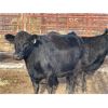Image 5 : Lot 11 - Speargrass Cattle Co. - 6 Bred Cows - Black Angus X (Pen 516)