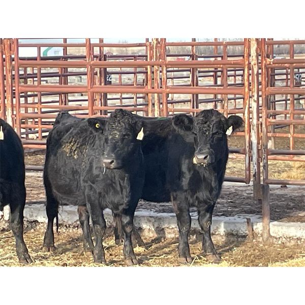 Lot 12 - Speargrass Cattle Co. - 3 Bred Cows - Black Angus X (Pen 518)