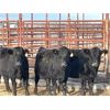 Image 2 : Lot 12 - Speargrass Cattle Co. - 3 Bred Cows - Black Angus X (Pen 518)