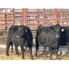 Image 3 : Lot 12 - Speargrass Cattle Co. - 3 Bred Cows - Black Angus X (Pen 518)