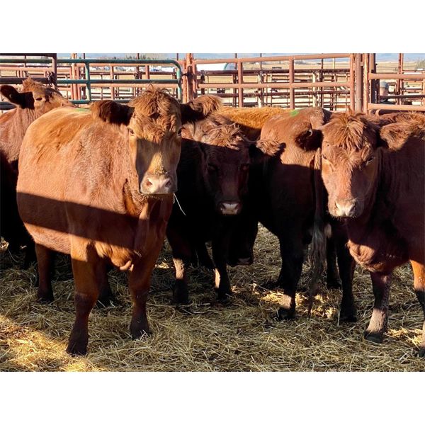 Lot 18 - Kellsey Brothers - 12 Bred Cows - Red Angus/Simmental X (Pen 506)