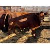 Image 2 : Lot 18 - Kellsey Brothers - 12 Bred Cows - Red Angus/Simmental X (Pen 506)