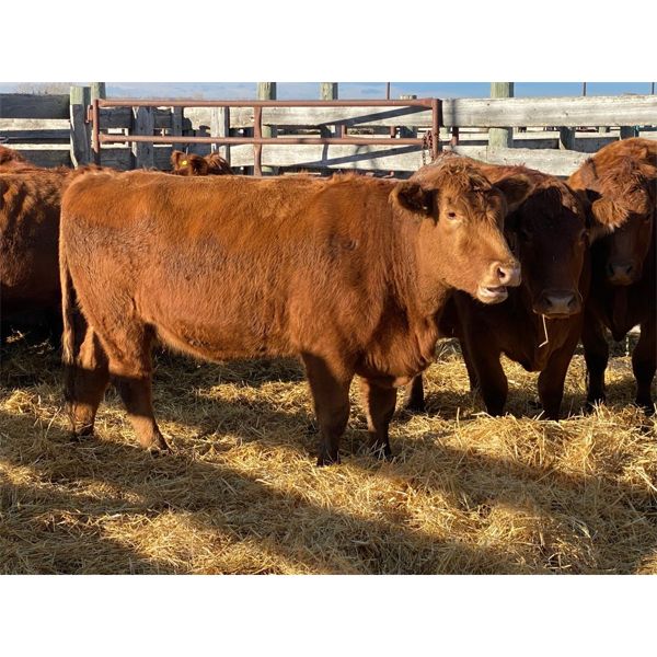 Lot 19 - Kellsey Brothers - 8 Bred Cows - Red Angus/Simmental X (Pen 505)