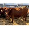 Image 2 : Lot 19 - Kellsey Brothers - 8 Bred Cows - Red Angus/Simmental X (Pen 505)