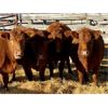 Image 3 : Lot 19 - Kellsey Brothers - 8 Bred Cows - Red Angus/Simmental X (Pen 505)