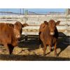 Image 4 : Lot 19 - Kellsey Brothers - 8 Bred Cows - Red Angus/Simmental X (Pen 505)