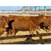 Image 5 : Lot 19 - Kellsey Brothers - 8 Bred Cows - Red Angus/Simmental X (Pen 505)