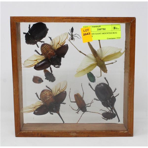 PERUVIAN GIANT MOUNTED BUG DISPLAY