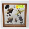 Image 1 : PERUVIAN GIANT MOUNTED BUG DISPLAY