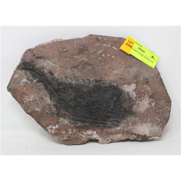 LARGE SEABED FOSSIL WITH LEAF
