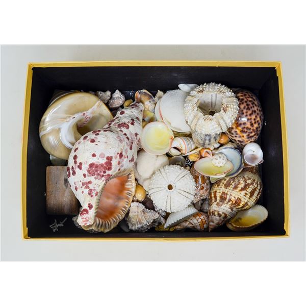 BOX FULL OF SEA SHELLS ASSORTED